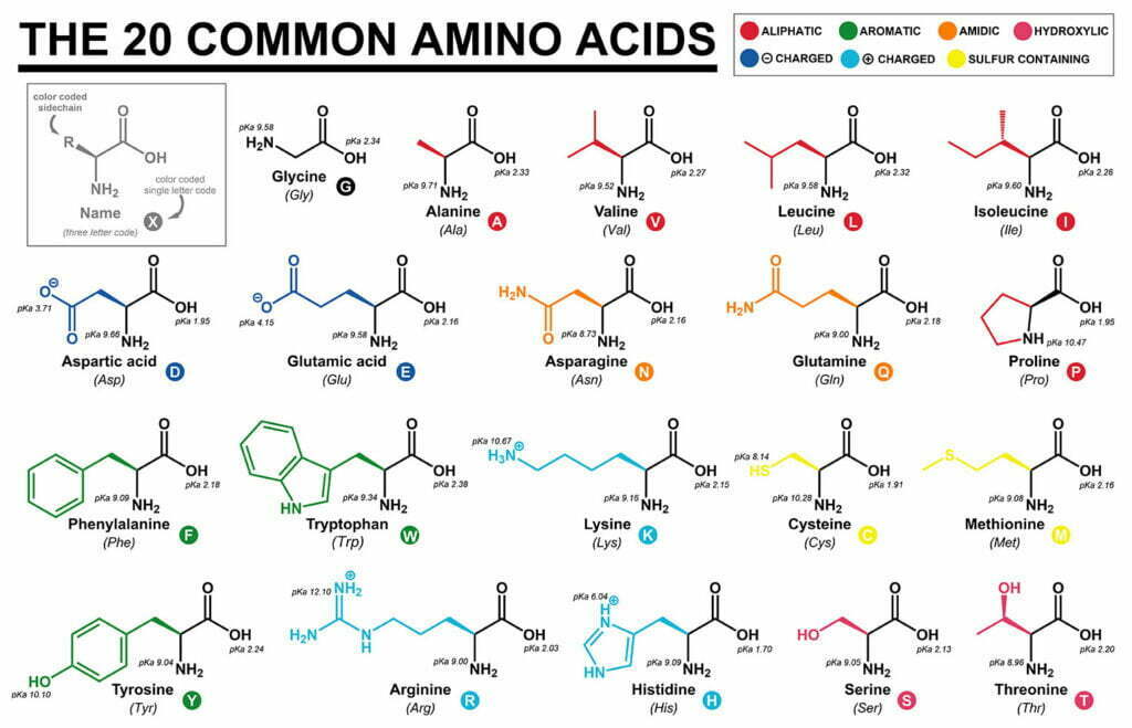 the 20 common amino acids MCAT