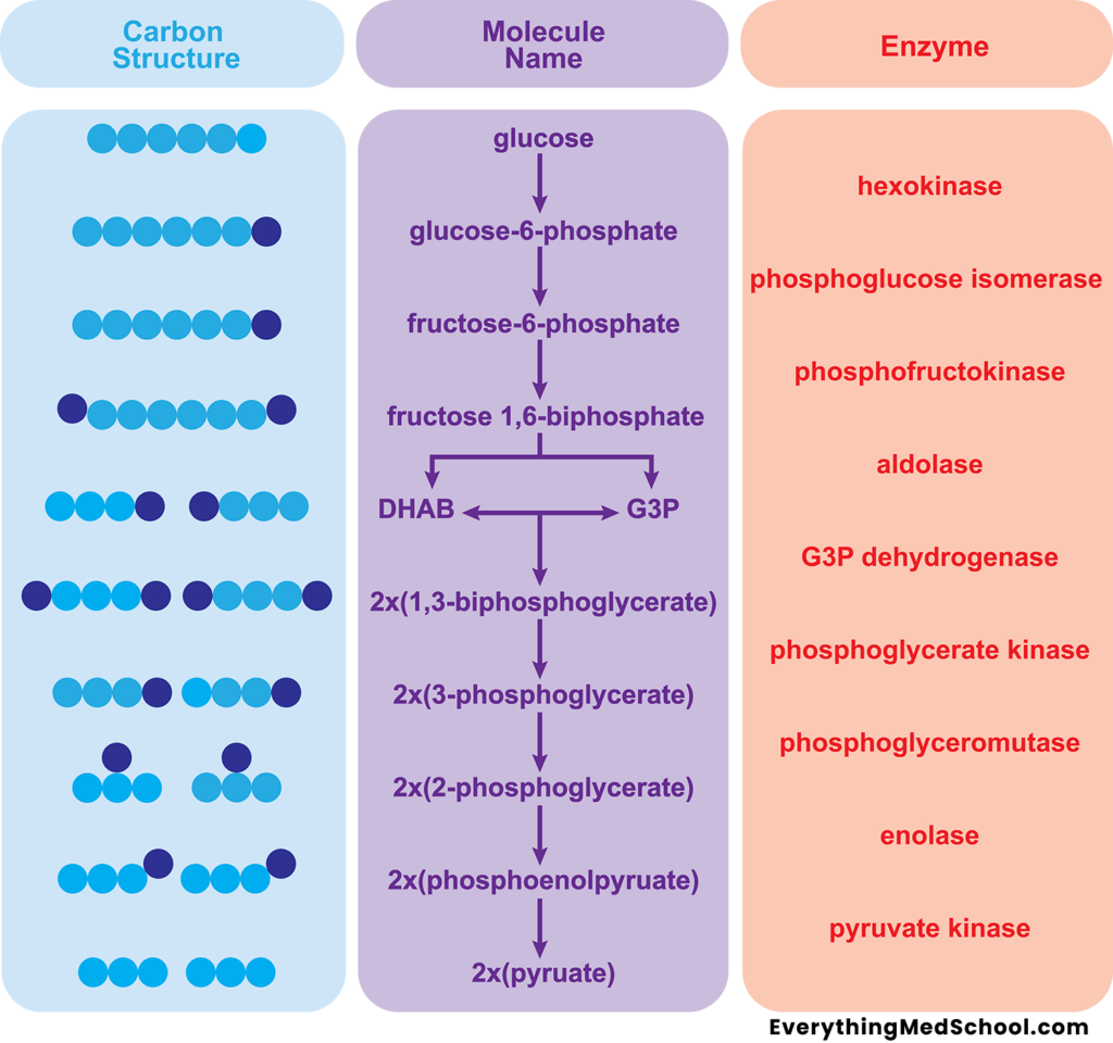 Glycolysis Process Steps With All Molecule Structure And Enzymes