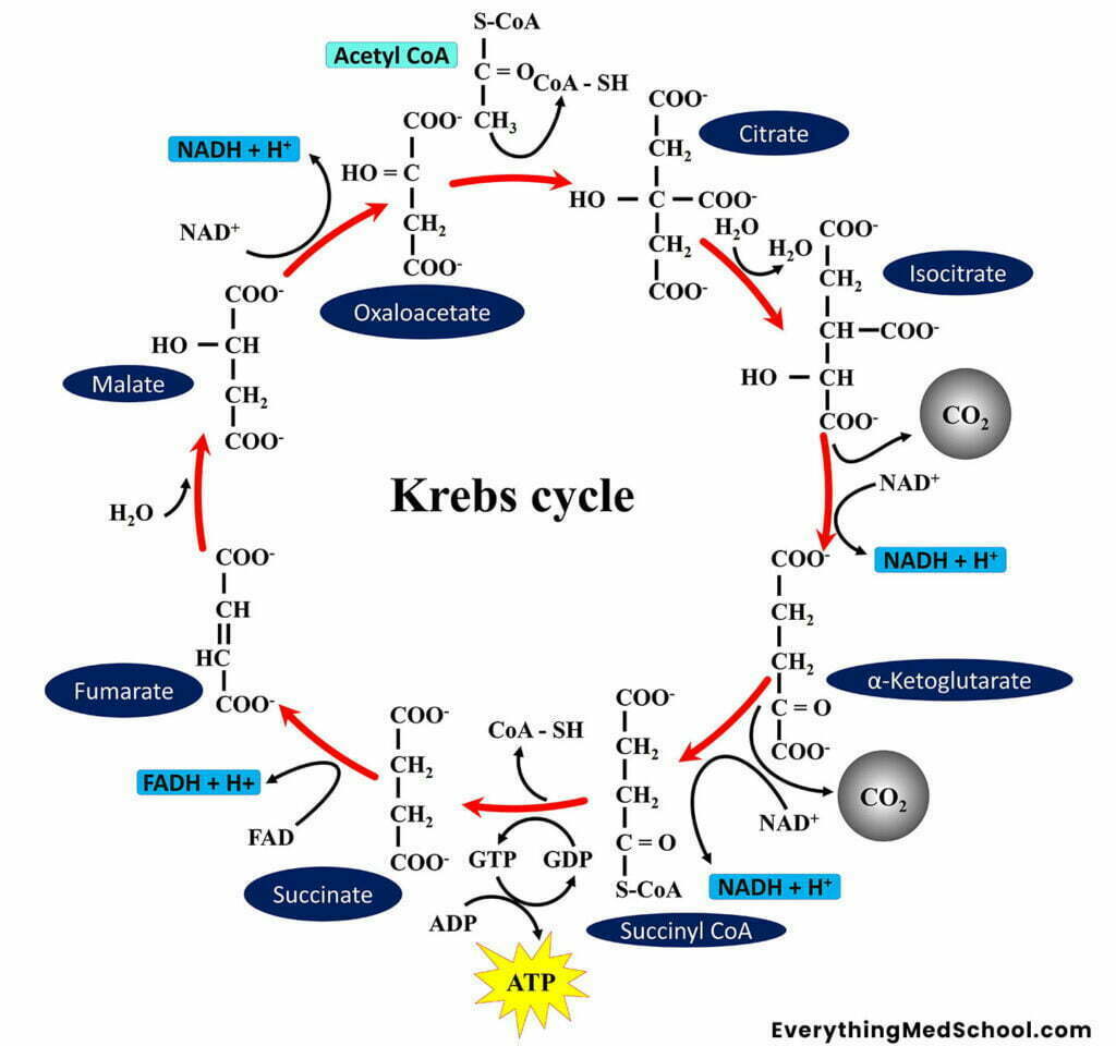 Krebs Cycle Mnemonics