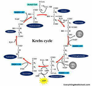 4 Methods for Memorizing Biochemistry Pathways - Everything Med School